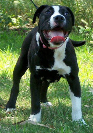 DDDawgs Daisy Cutter